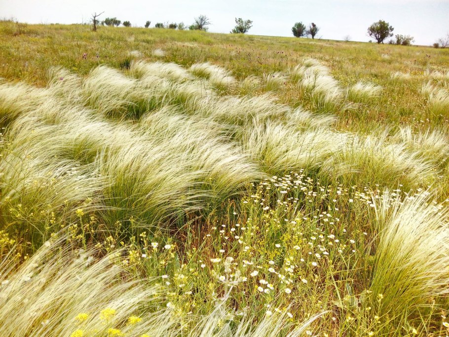 Ковыль перистый степной