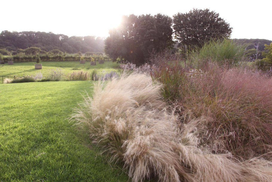 Ковыль перистый (Stipa pennata)