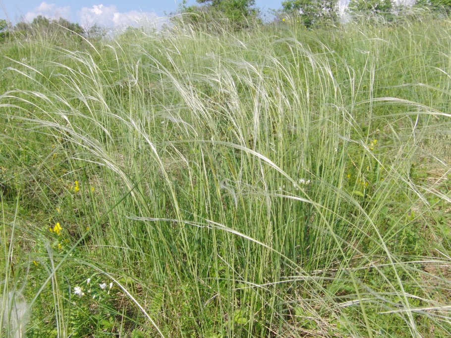 Ячмень гривастый (Hordeum jubatum)
