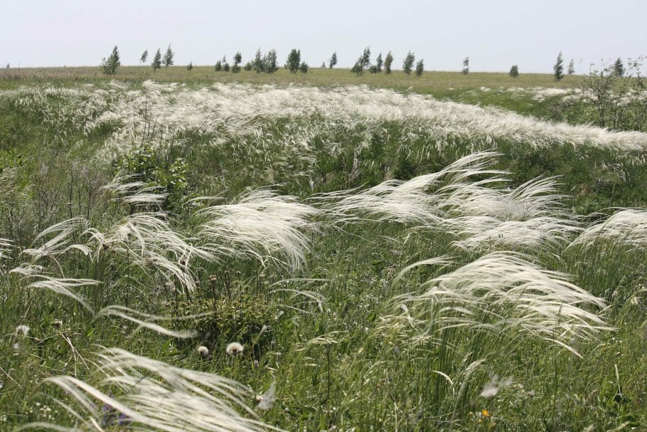 Ковыль Лессинга