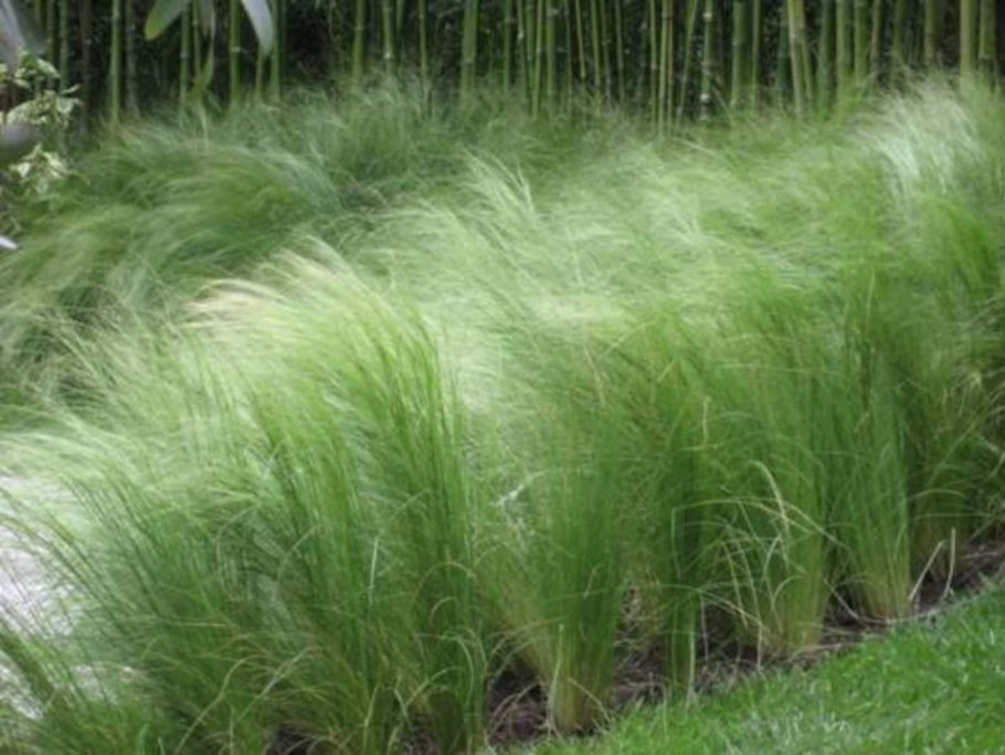 Stipa tenuifolia