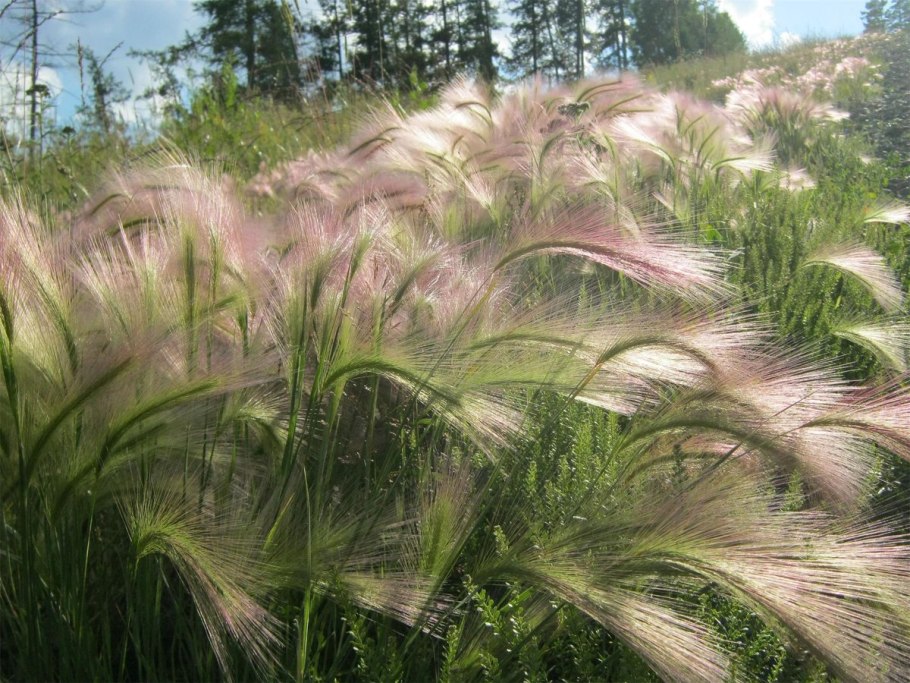 Ячмень гривастый hordeum jubatum