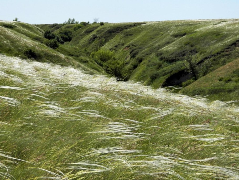 Донская степь ковыль