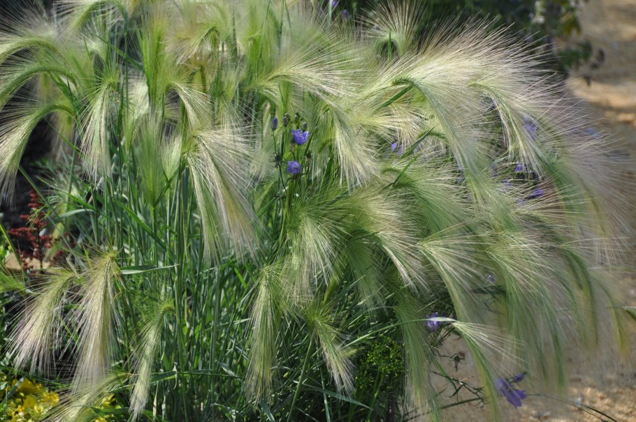 Ячмень гривастый (престиж)