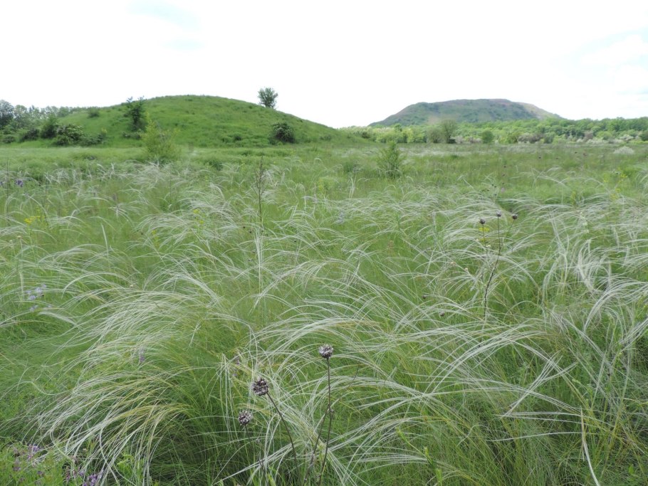 Стрелецкая степь ковыль