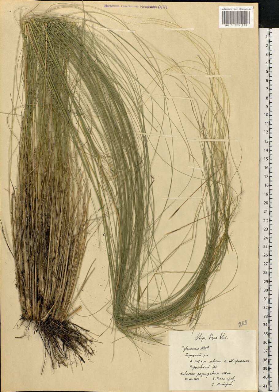 Ковыль перистый stipa pennata