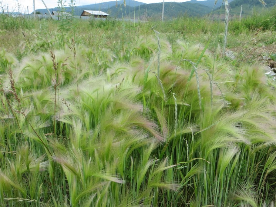 Ячмень гривастый лисий хвост