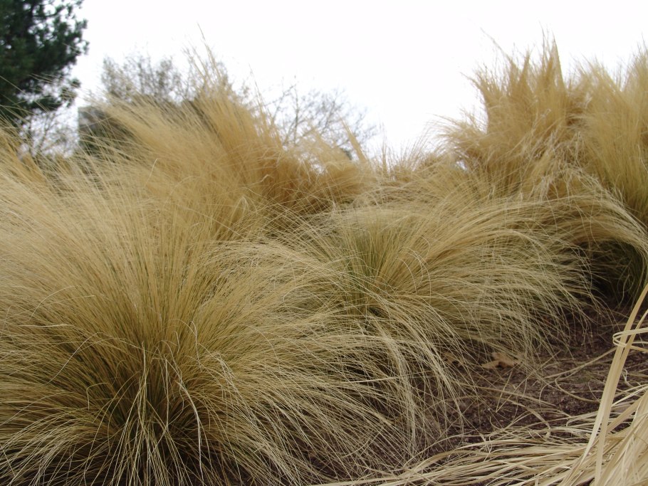 Ковыль тончайший (stipa tenuissima)  angel hair
