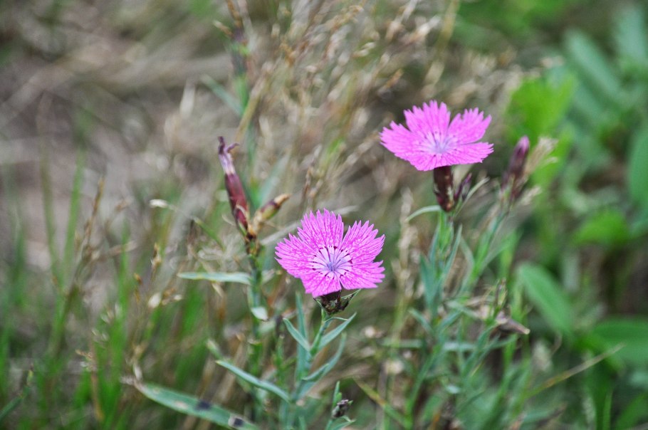 Dianthus pavonius