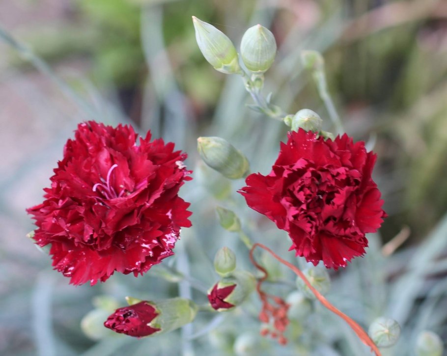 Гвоздика шабо травянка