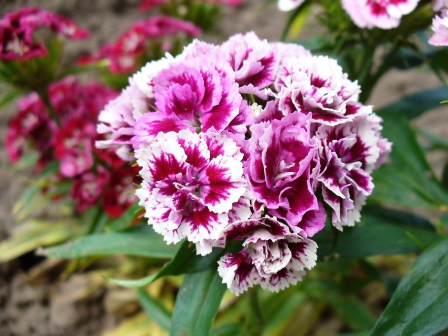 Гвоздика махровая