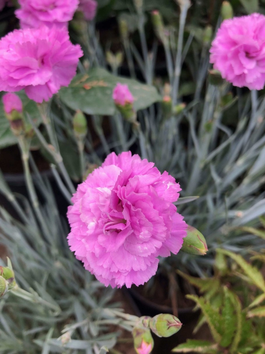 Гвоздика перистая махровая