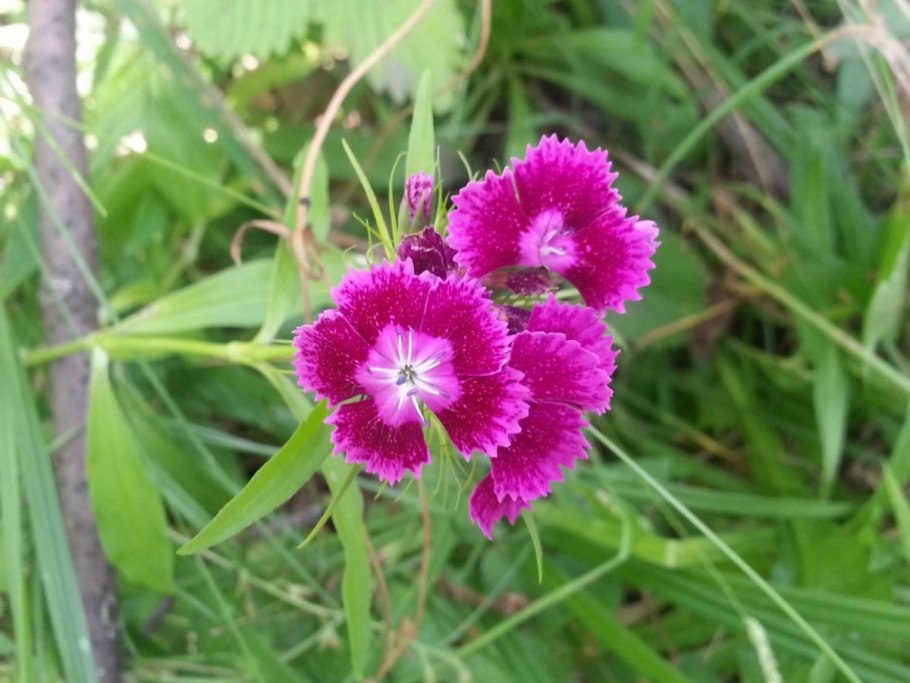 Гвоздика южностепная