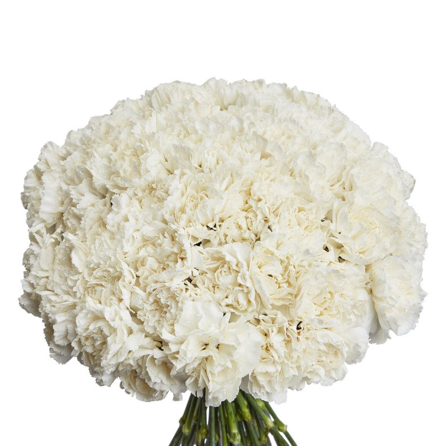 Гвоздика диантус белая