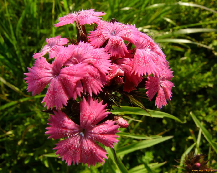 Гвоздика павлинья пурпурно красная