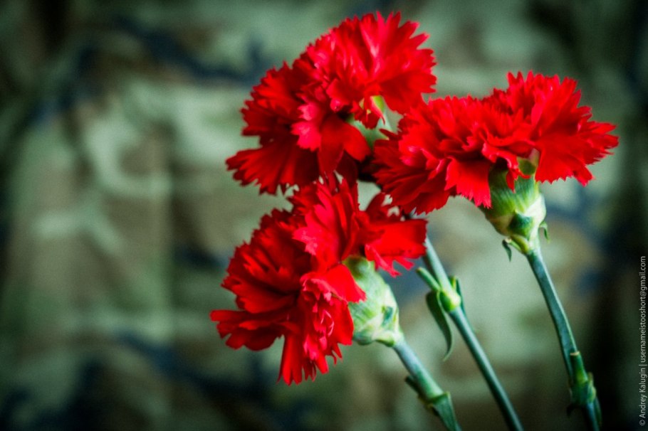 Цветок гвоздика