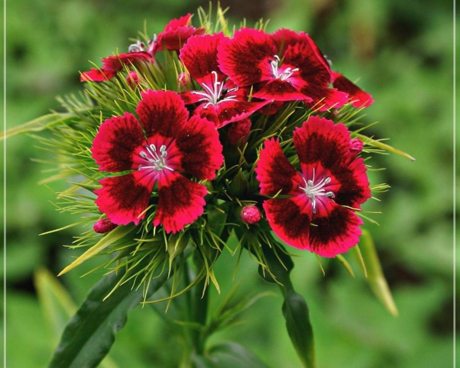 Гвоздика турецкая