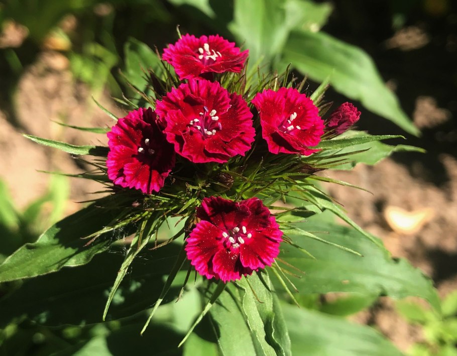 Садовая гвоздика (dianthus caryophyllus)