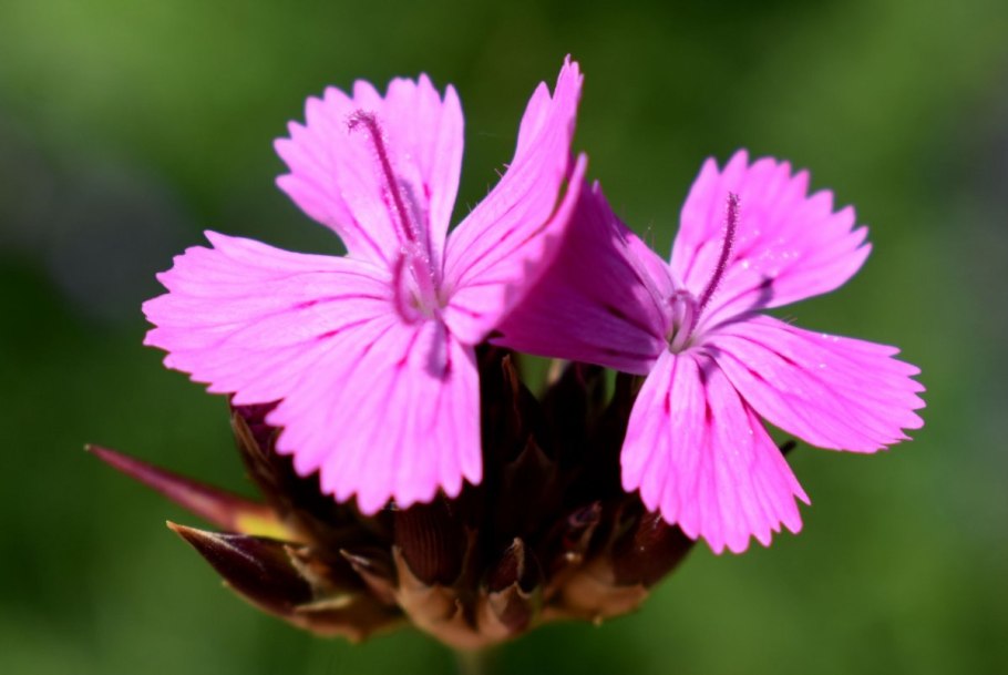 Dianthus campestris