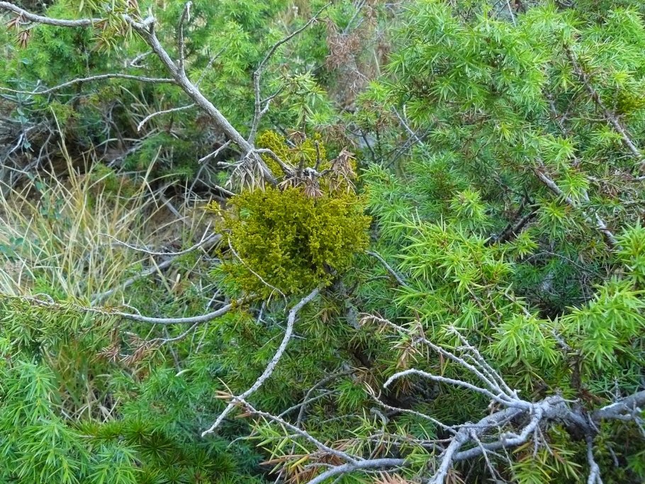 Ягоды омелы