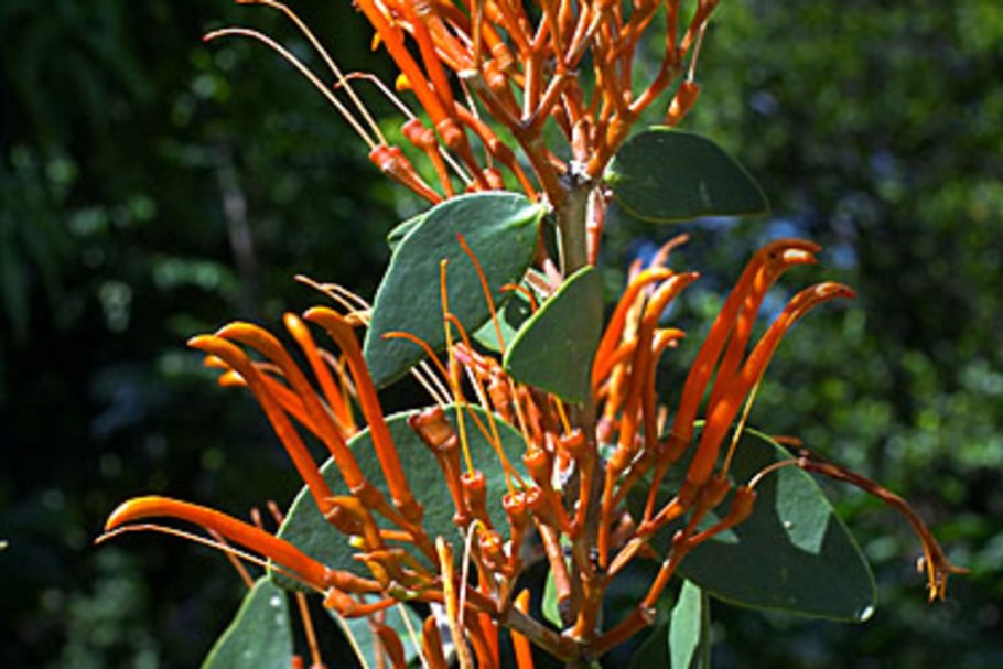 Loranthaceae цветок