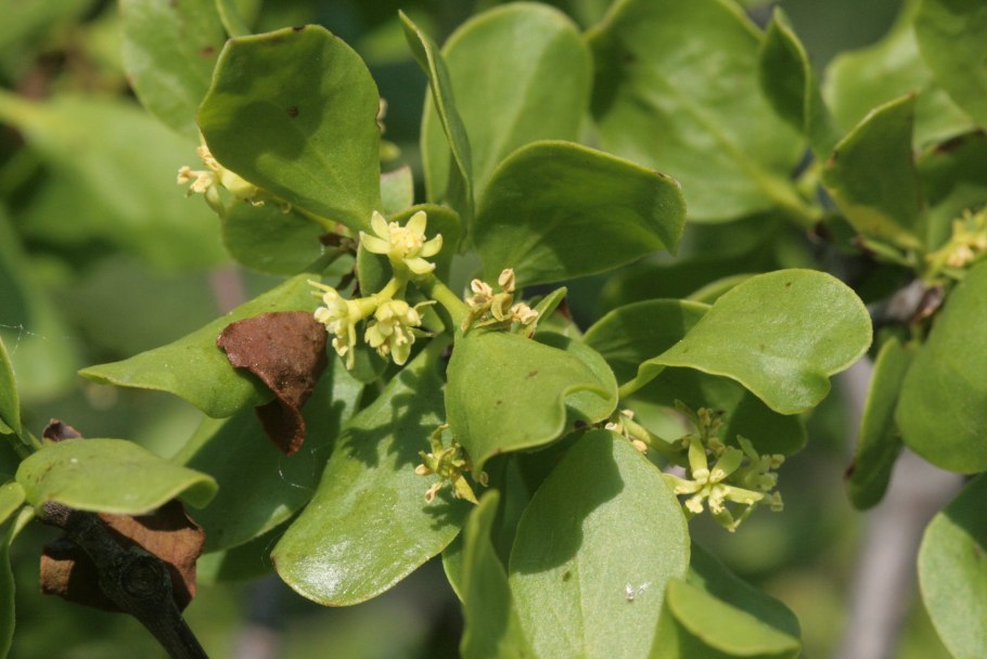 Арцеутобиум можжевельниковый