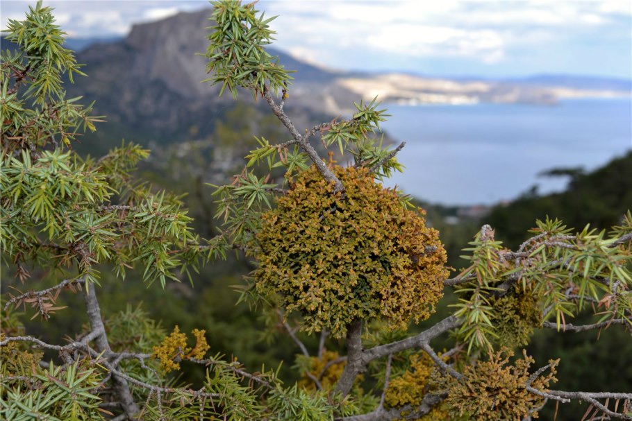 Арцеутобиум можжевельниковый