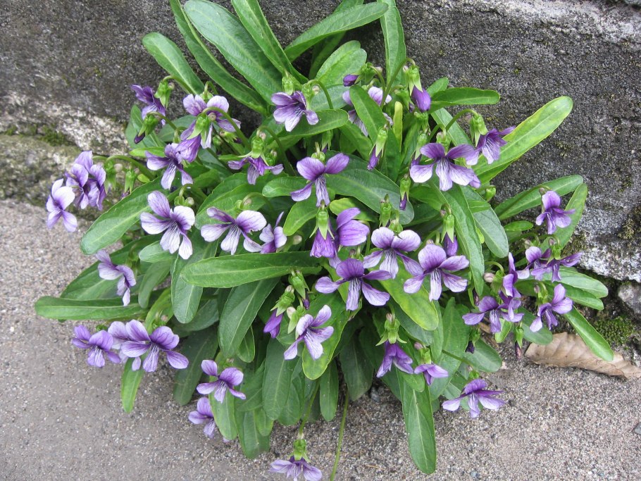 Виола маньчжурская viola mandshurica