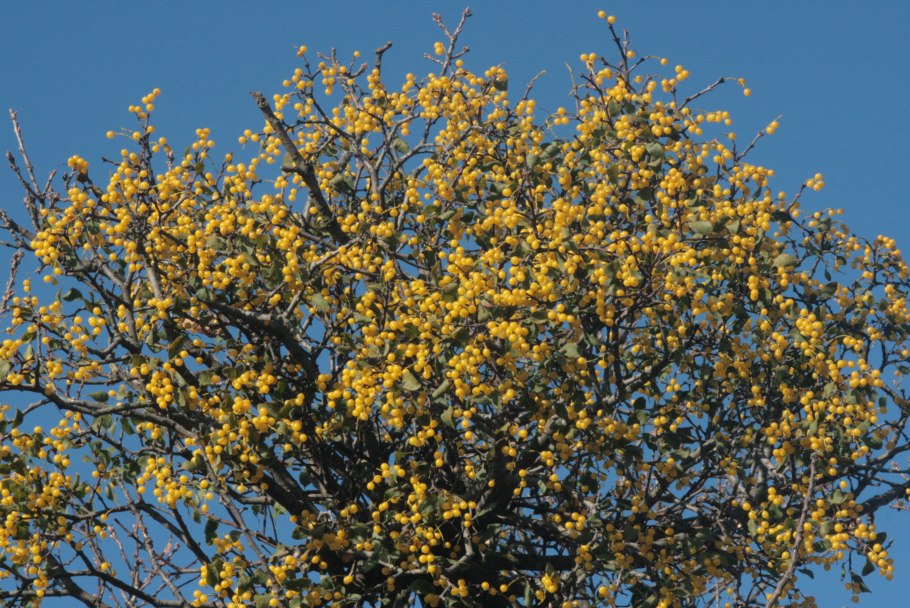 Омела белая, ремнецветник Европейский)