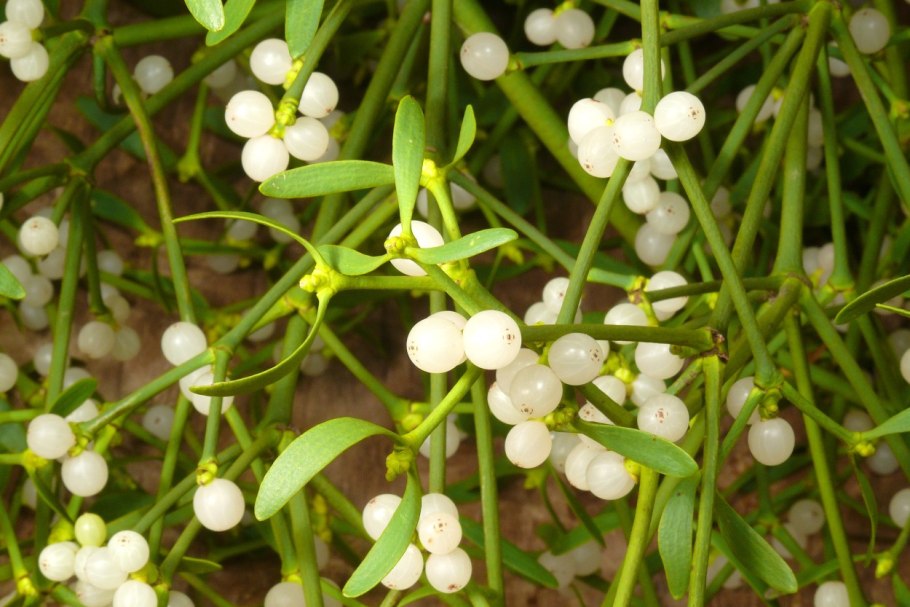 Loranthaceae Tristerix