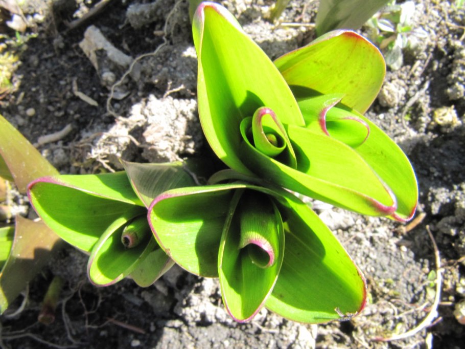 Безвременник великолепный