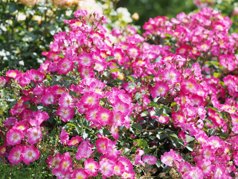 Роза Мукка мускусная