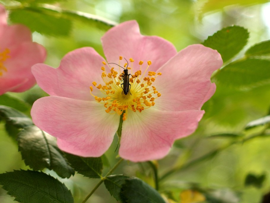 Rosa canina