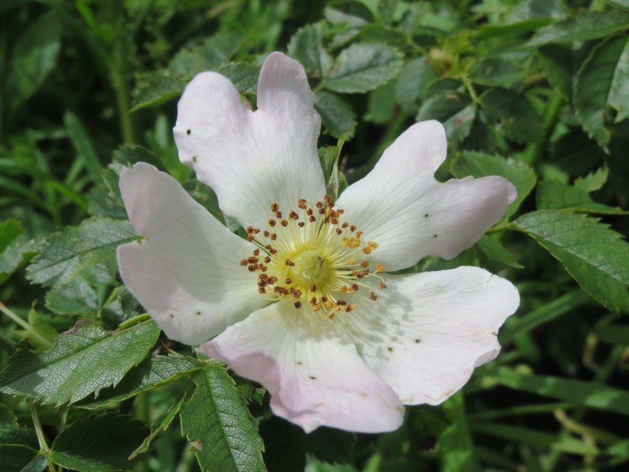 Шиповник альба