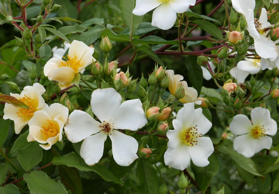 Розалита роза мускусная