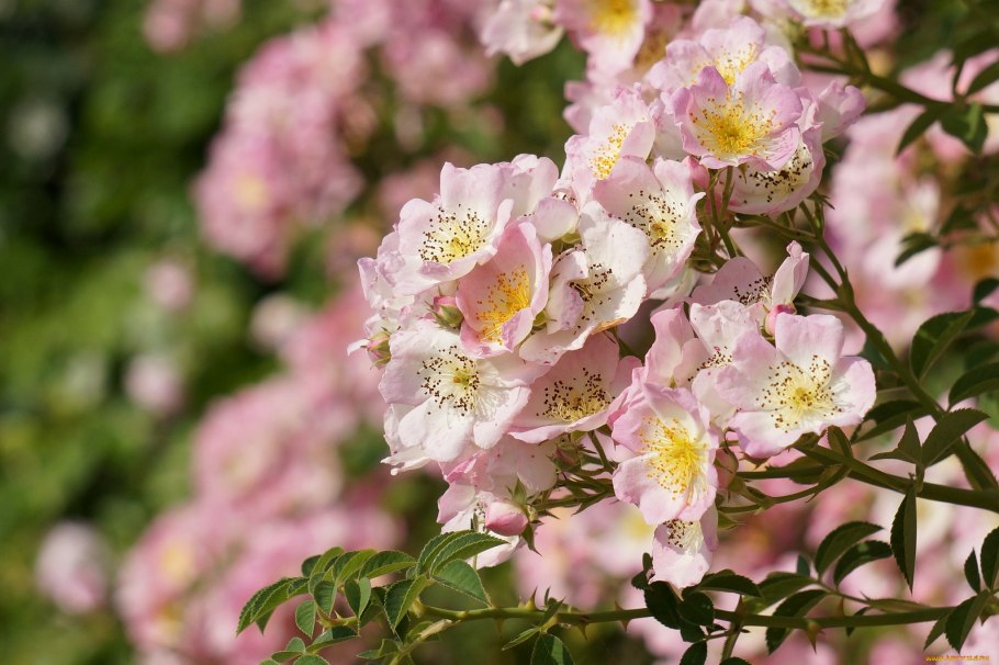 Мускусная роза балерина