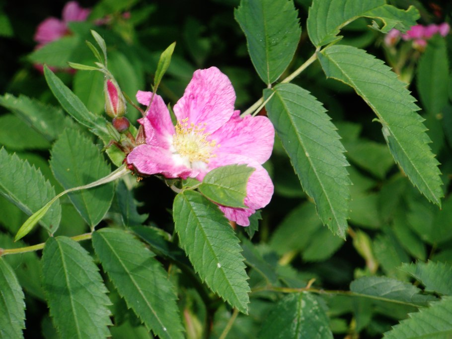 Роза иглистая куст