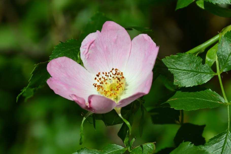 Роза вагулетта