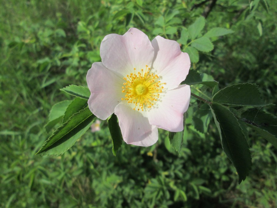 Шиповник rosa canina