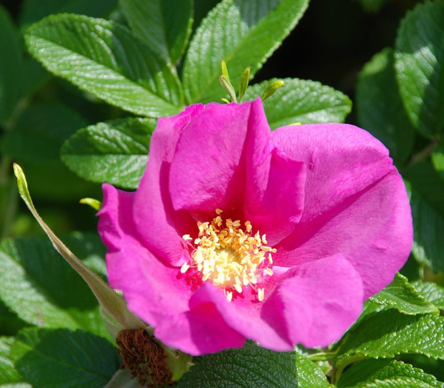 Шиповник майский (rosa majalis)