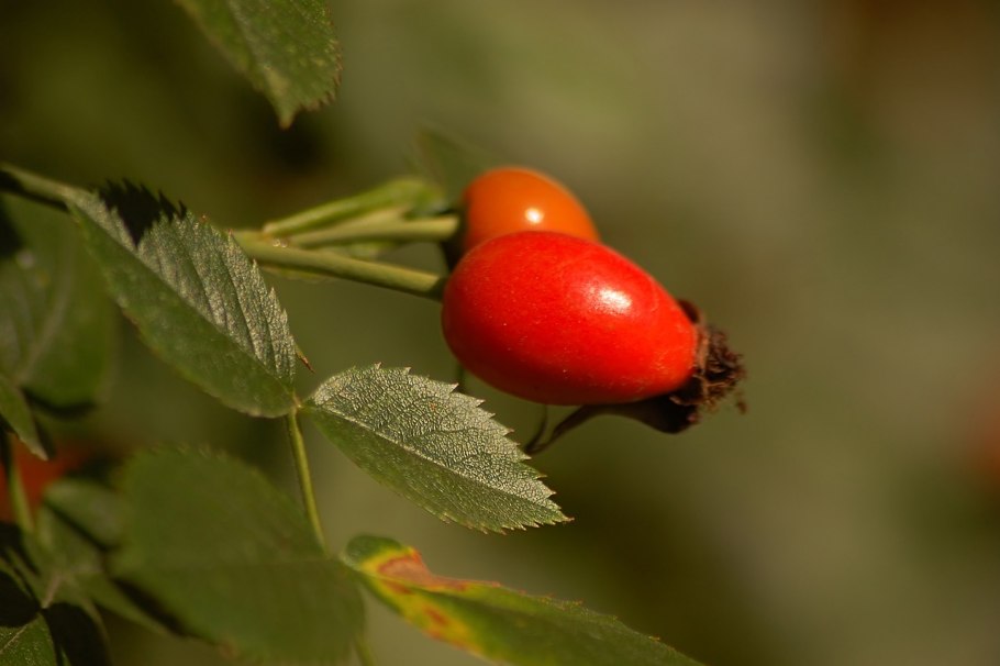 Шиповник обыкновенный