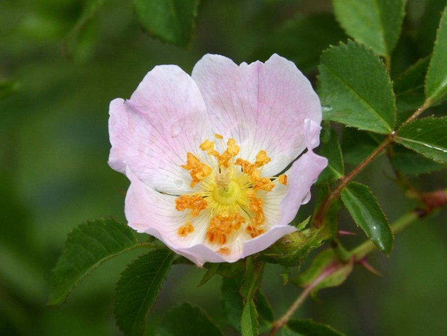 Rosa canina (роза канина)