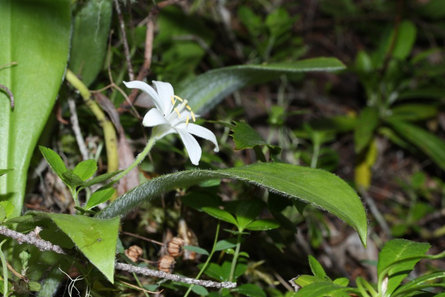 Ornithogalum umbellatum