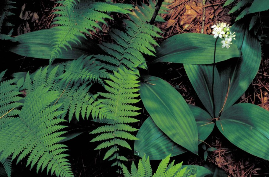 Maianthemum racemosum