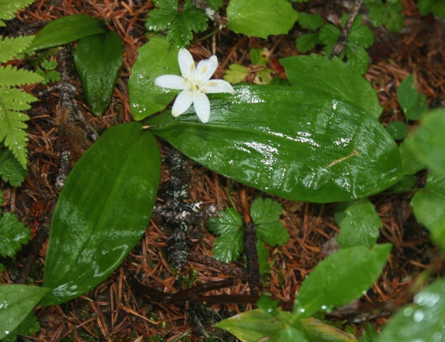 Клинтония северная
