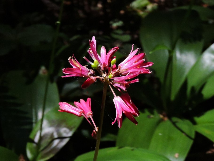 Clintonia andrewsiana