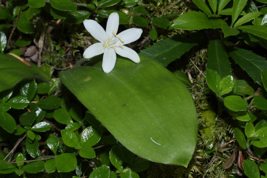 Clintonia umbellulata