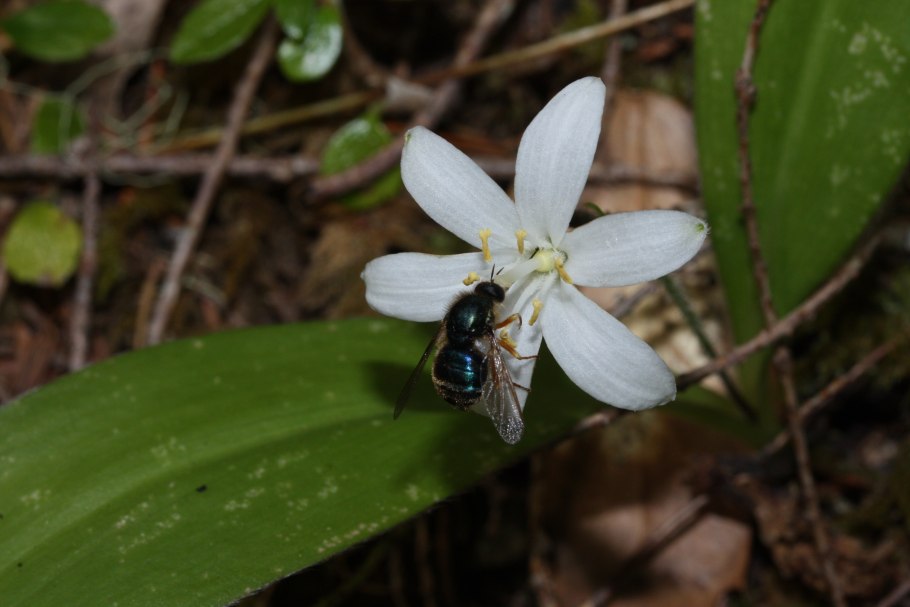 Клинтония Удская лечебные свойства
