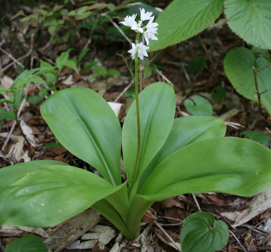 Clintonia umbellulata