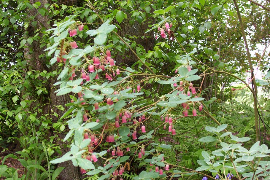 Менцизия волосистая